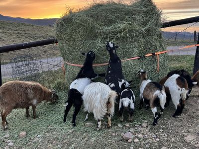The GOAT Deal of the Year!