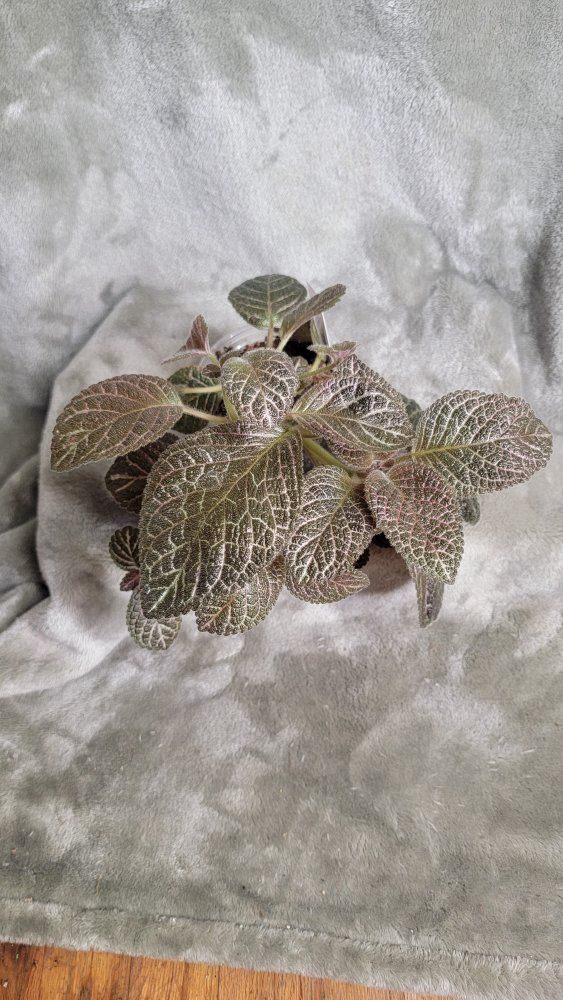 Episcia - Longwood Gardens