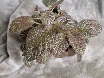 Episcia - Longwood Gardens
