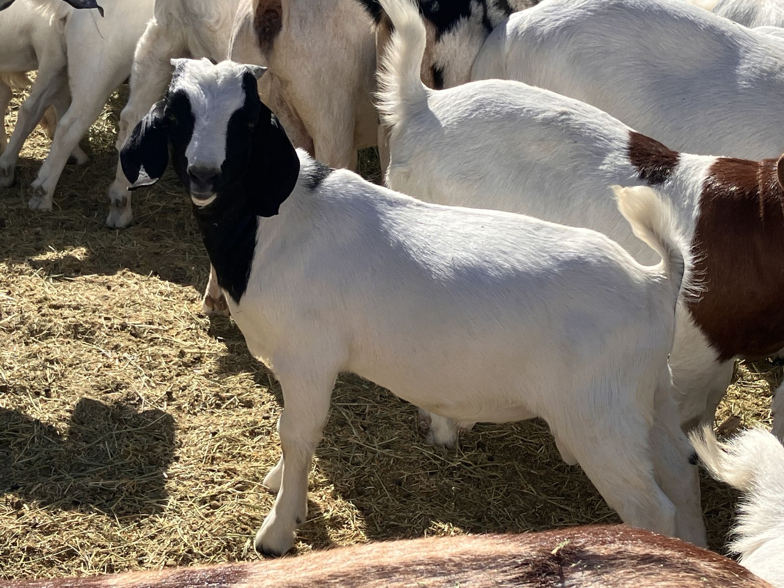 Full Boer buckling