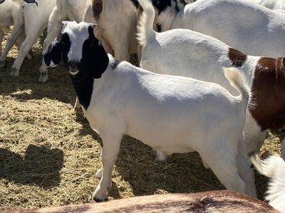 Full Boer buckling