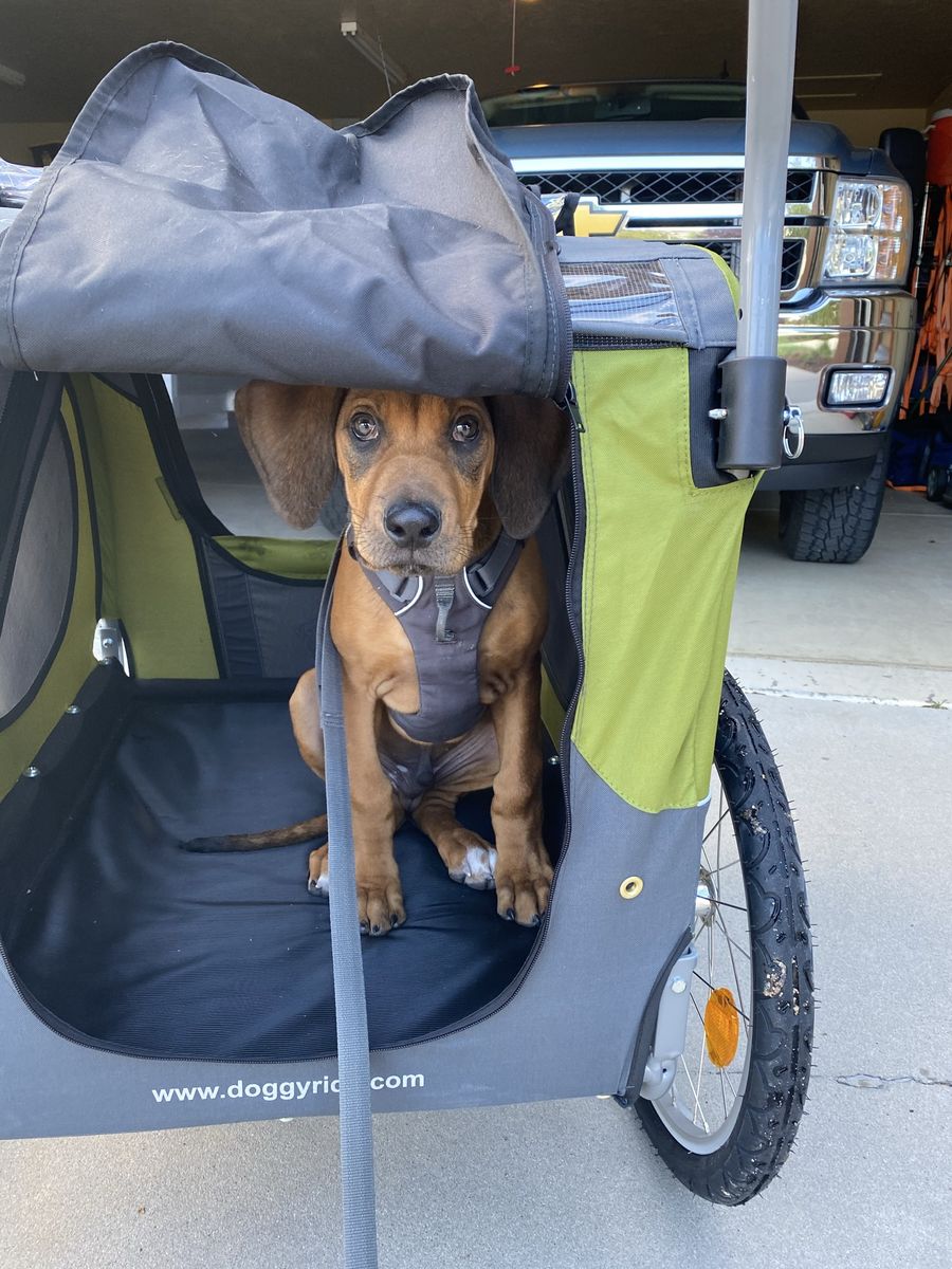 Dog Stroller