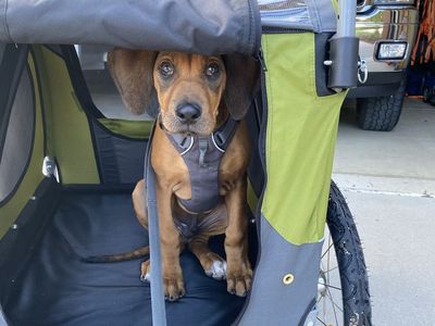 Dog Stroller