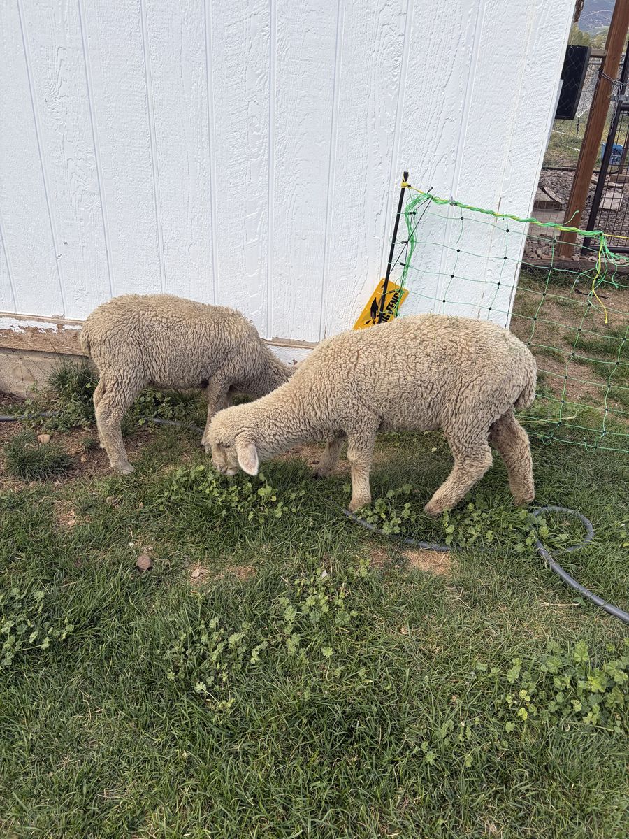 Lambs