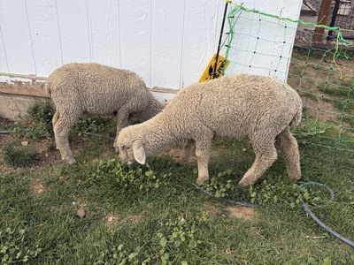 Lambs
