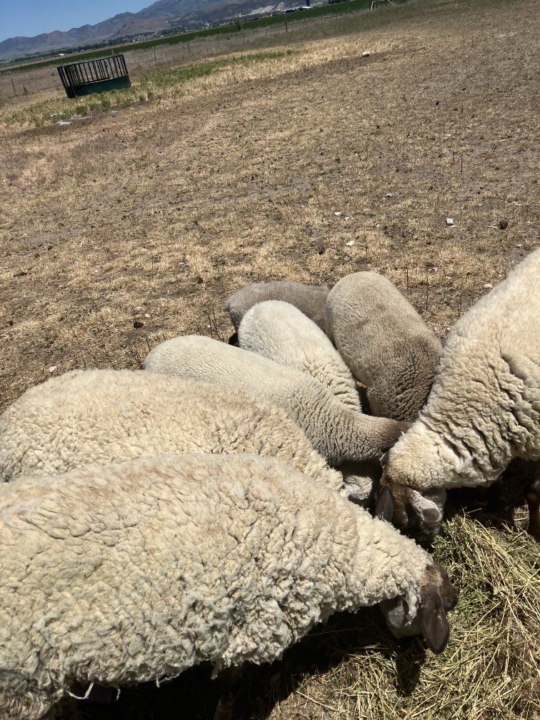 sheep