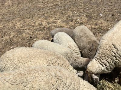 sheep