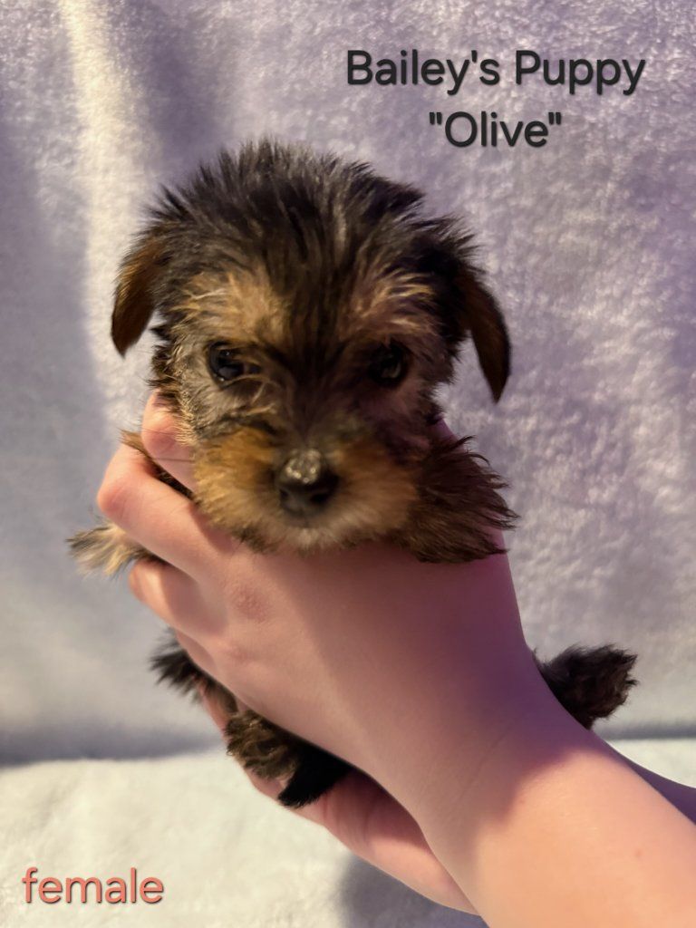 Teacup Yorkie Puppies