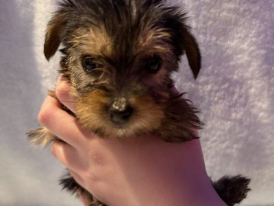 Teacup Yorkie Puppies
