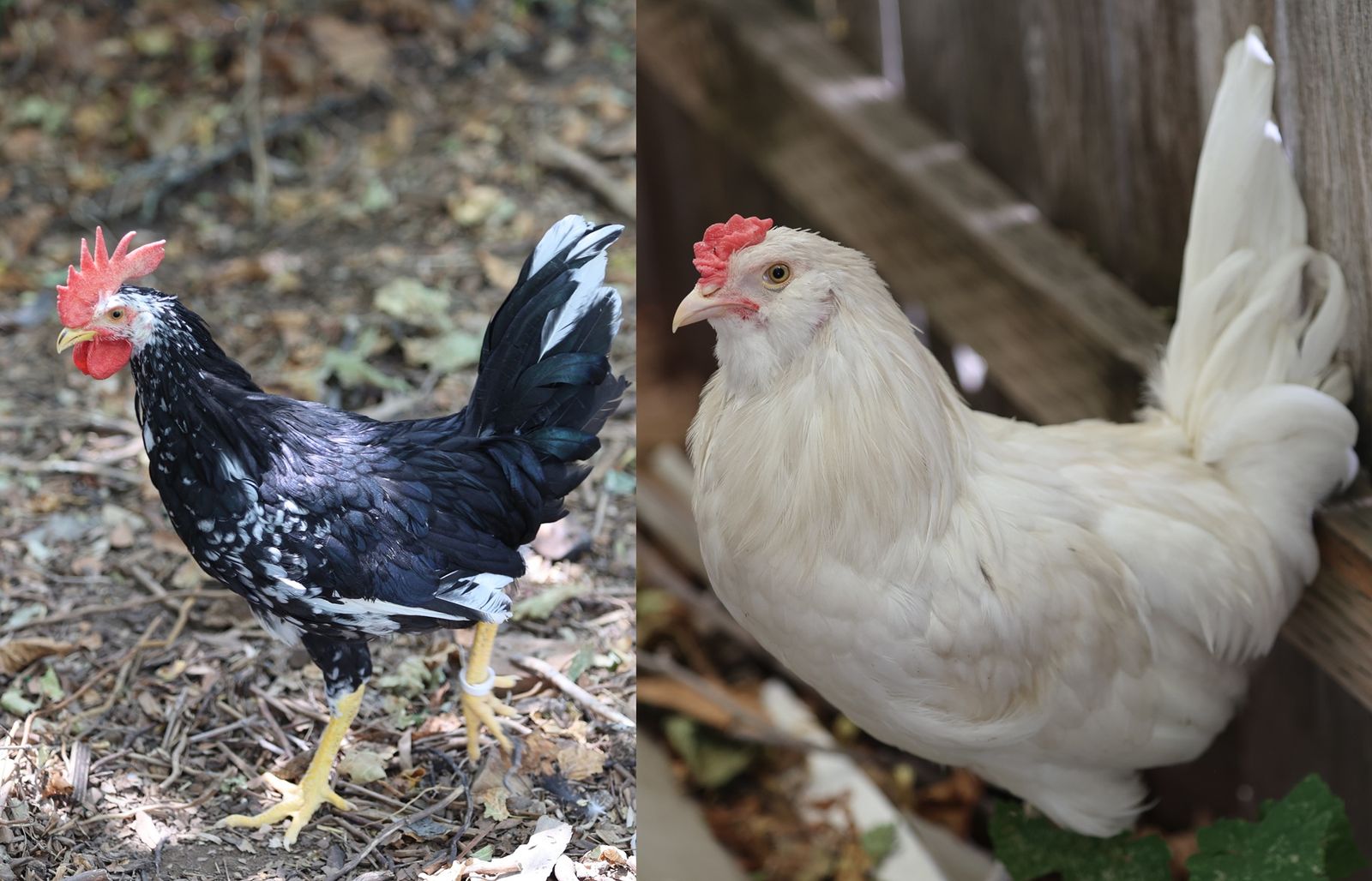 Two free 12 week old roosters
