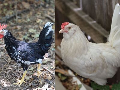 Two free 12 week old roosters