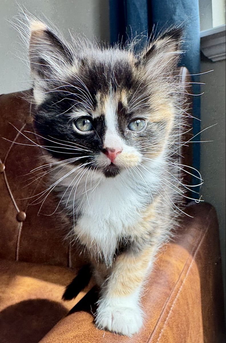 Spring Kittens for Sale!