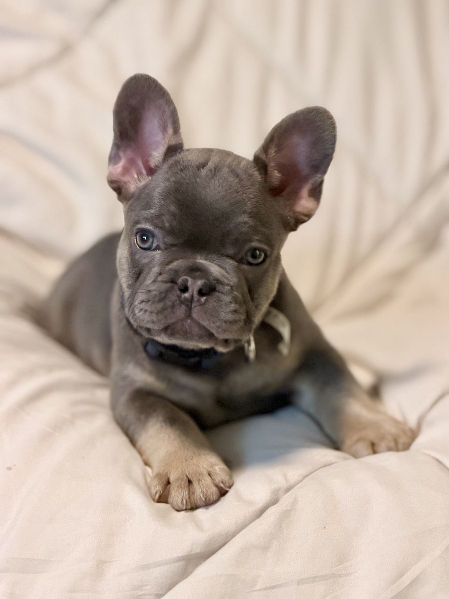 AKC blue and tan French bulldog puppy