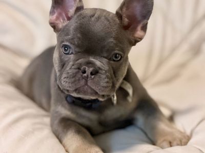 AKC blue and tan French bulldog puppy