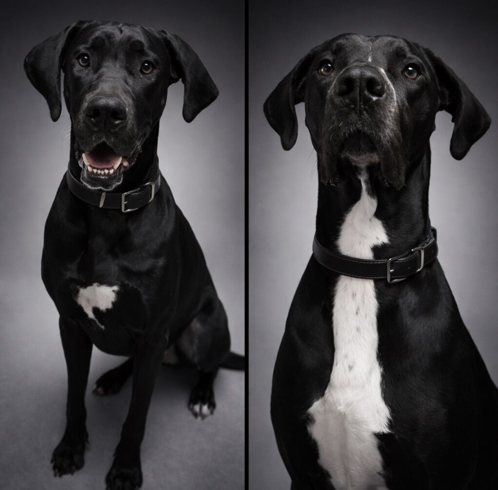 Great Dane Pups For Adoption