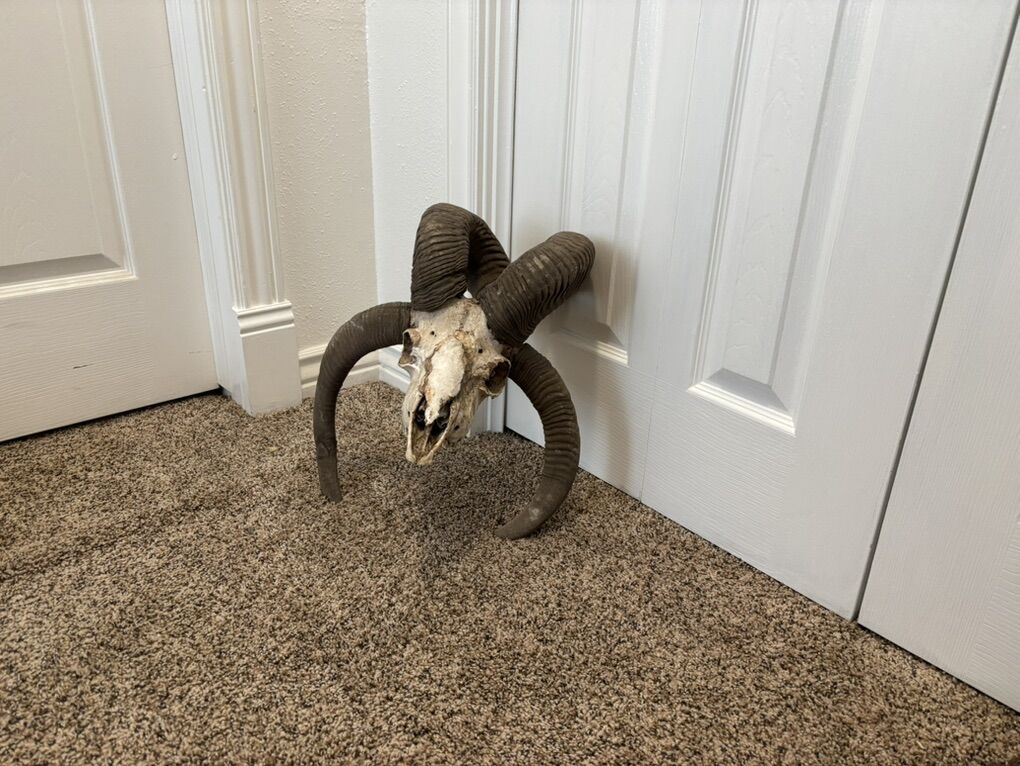 4-Horn Sheep Skull