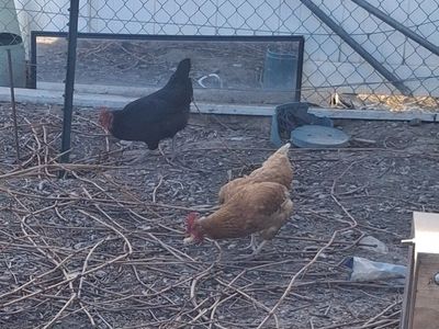chickens, layers