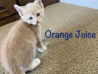 Sweet Male Kittens For Sale - Ready July 25th