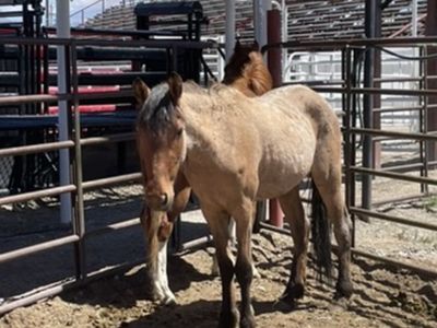 Red roan filly