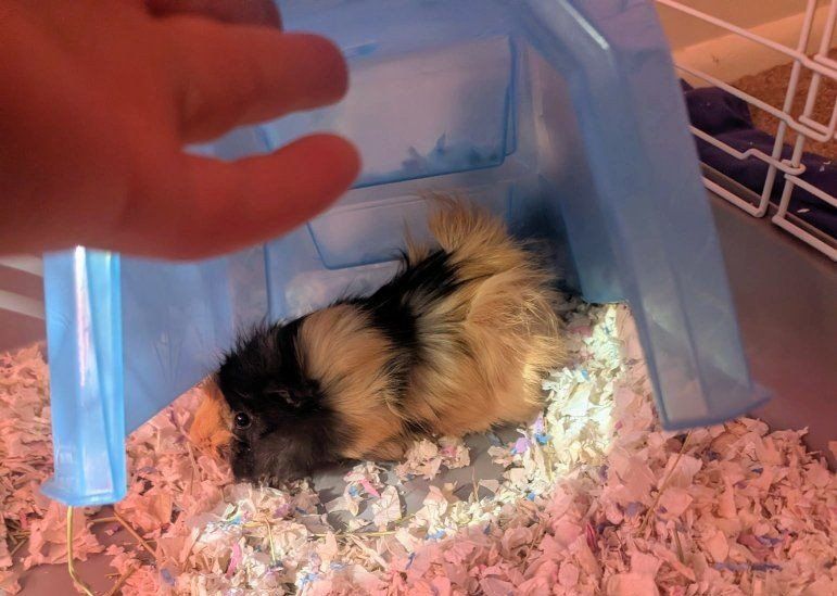 Guinea Pigs