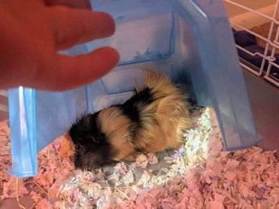 Guinea Pigs