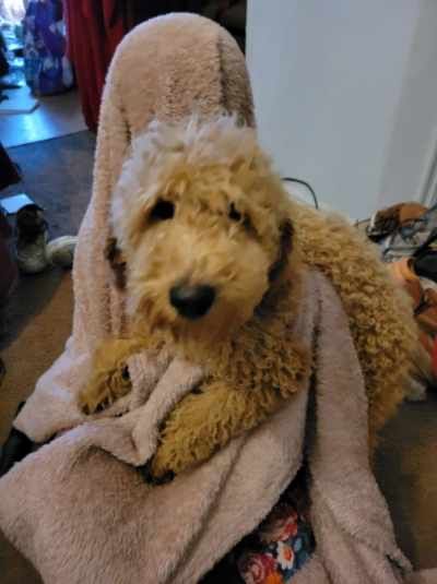 standard poodle puppies!