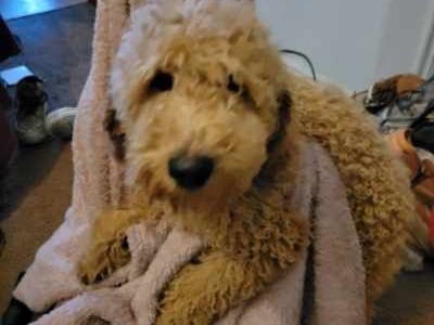 standard poodle puppies!