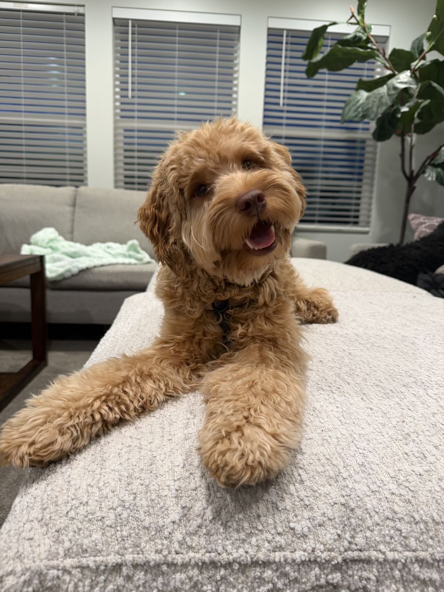 14-Month-Old Multigenerational Goldendoodle