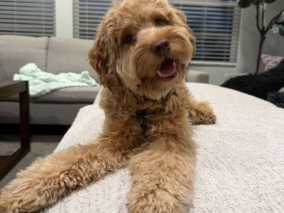 14-Month-Old Multigenerational Goldendoodle