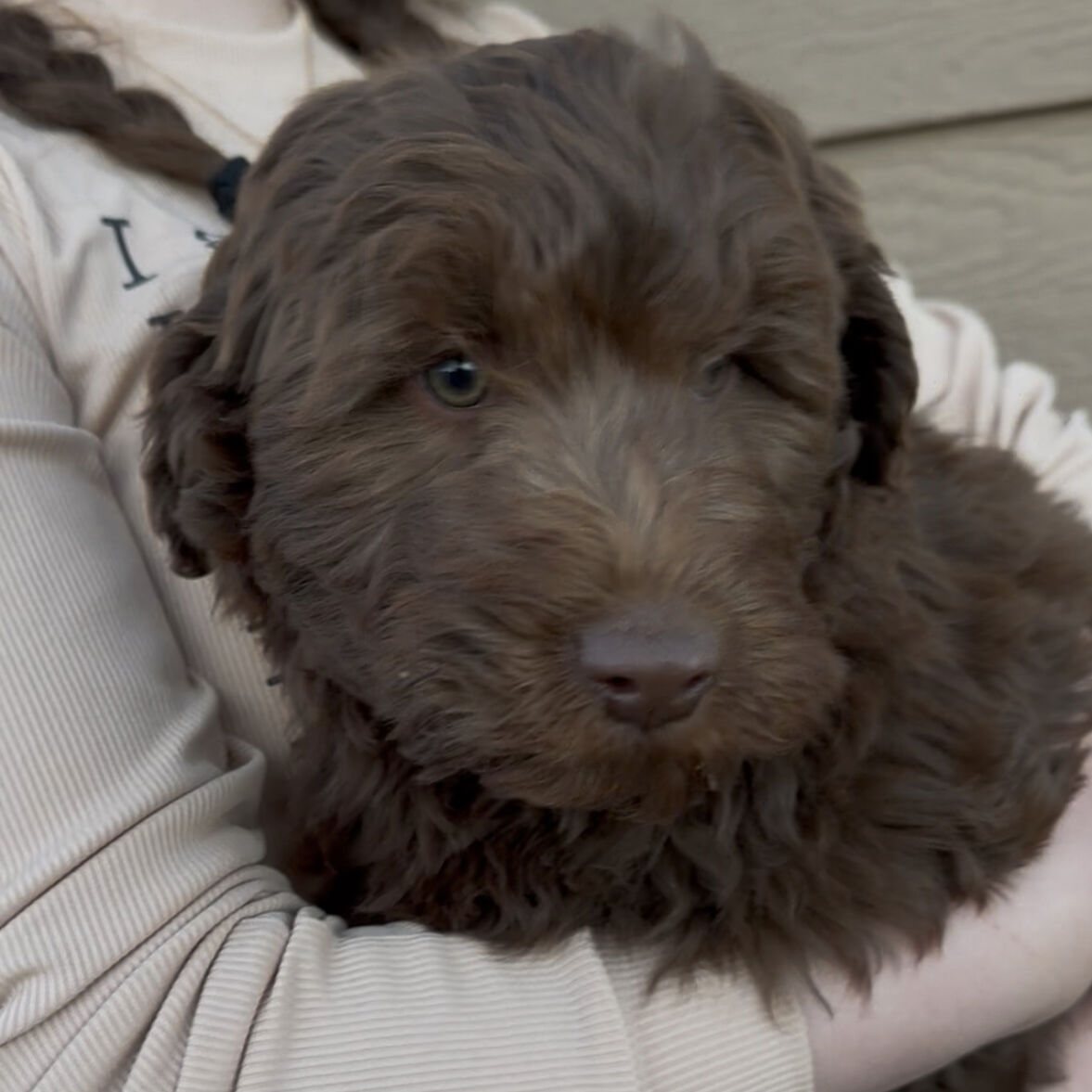 Male Aussiedoodle Puppy