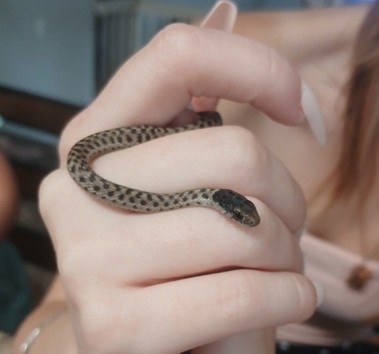 wandering garter snake babies