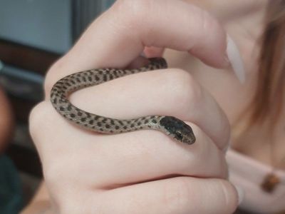 wandering garter snake babies
