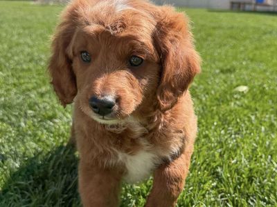 Mini Bernedoodle puppies