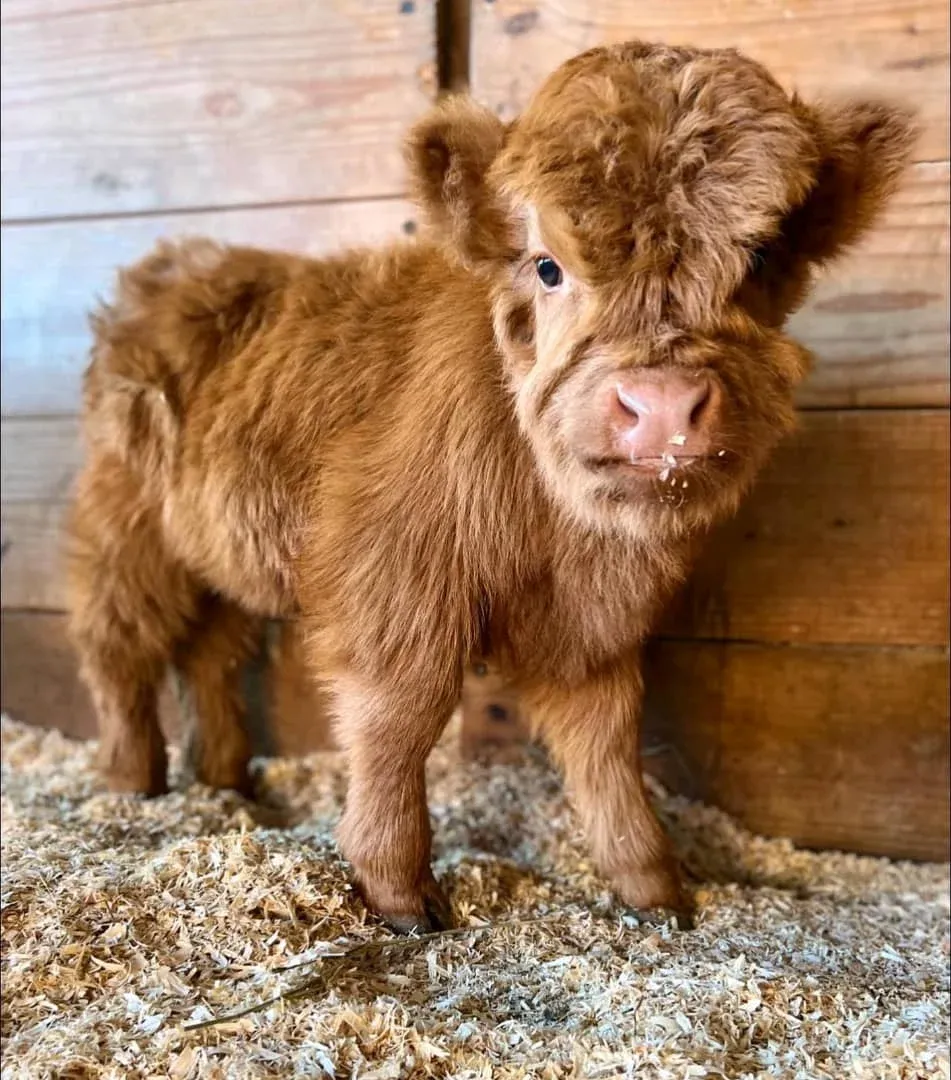 Fluffy & Docile Mini Highland Calves – Perfect Pasture Pets!