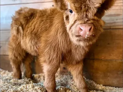 Fluffy & Docile Mini Highland Calves – Perfect Pasture Pets!