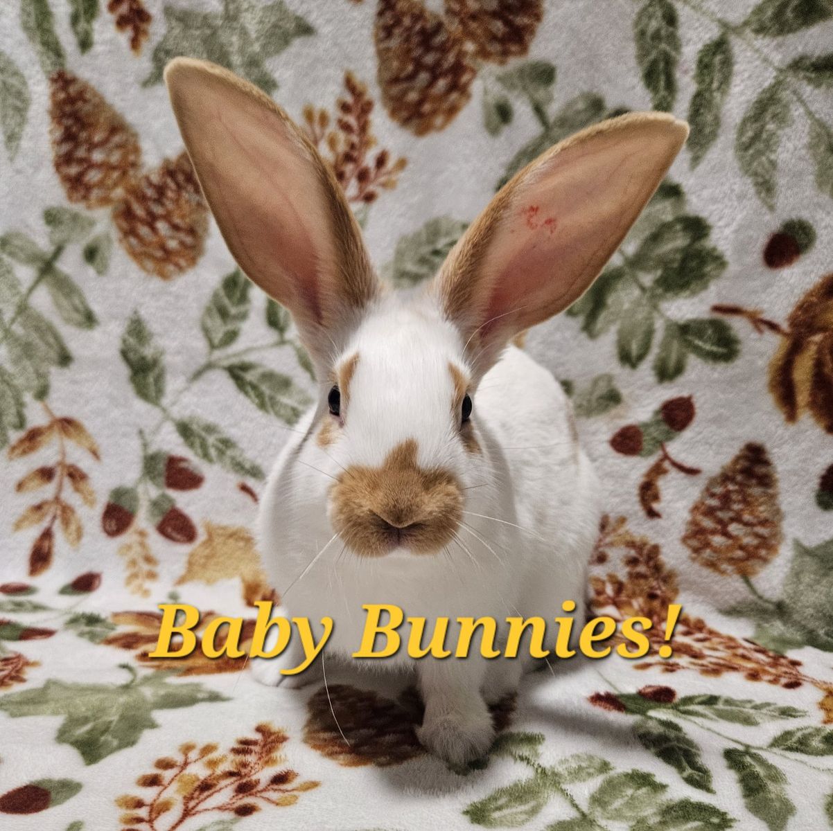 New Zealand Bunnies
