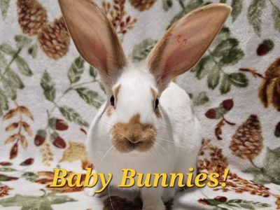New Zealand Bunnies
