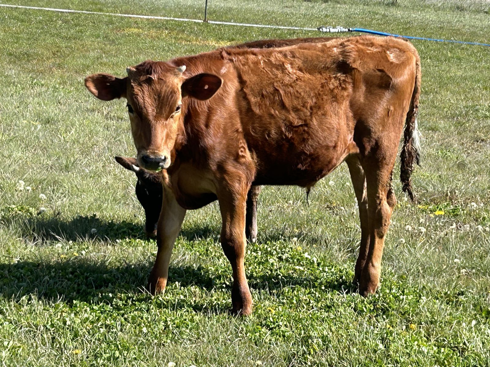 Steer calves