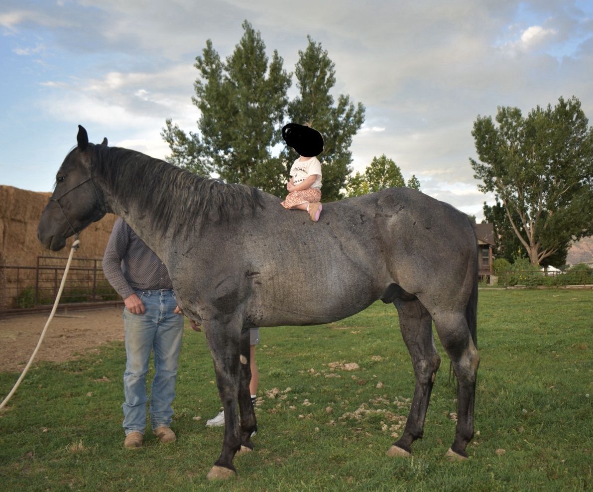 AQHA Blue Roan Stud