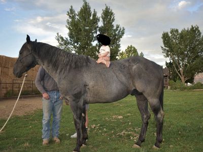 AQHA Blue Roan Stud
