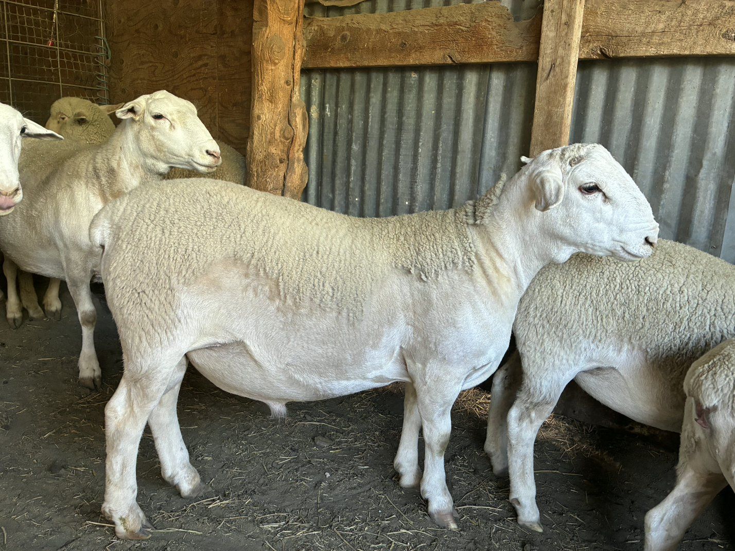 Dorper Ram 