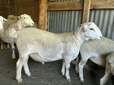 Dorper Ram