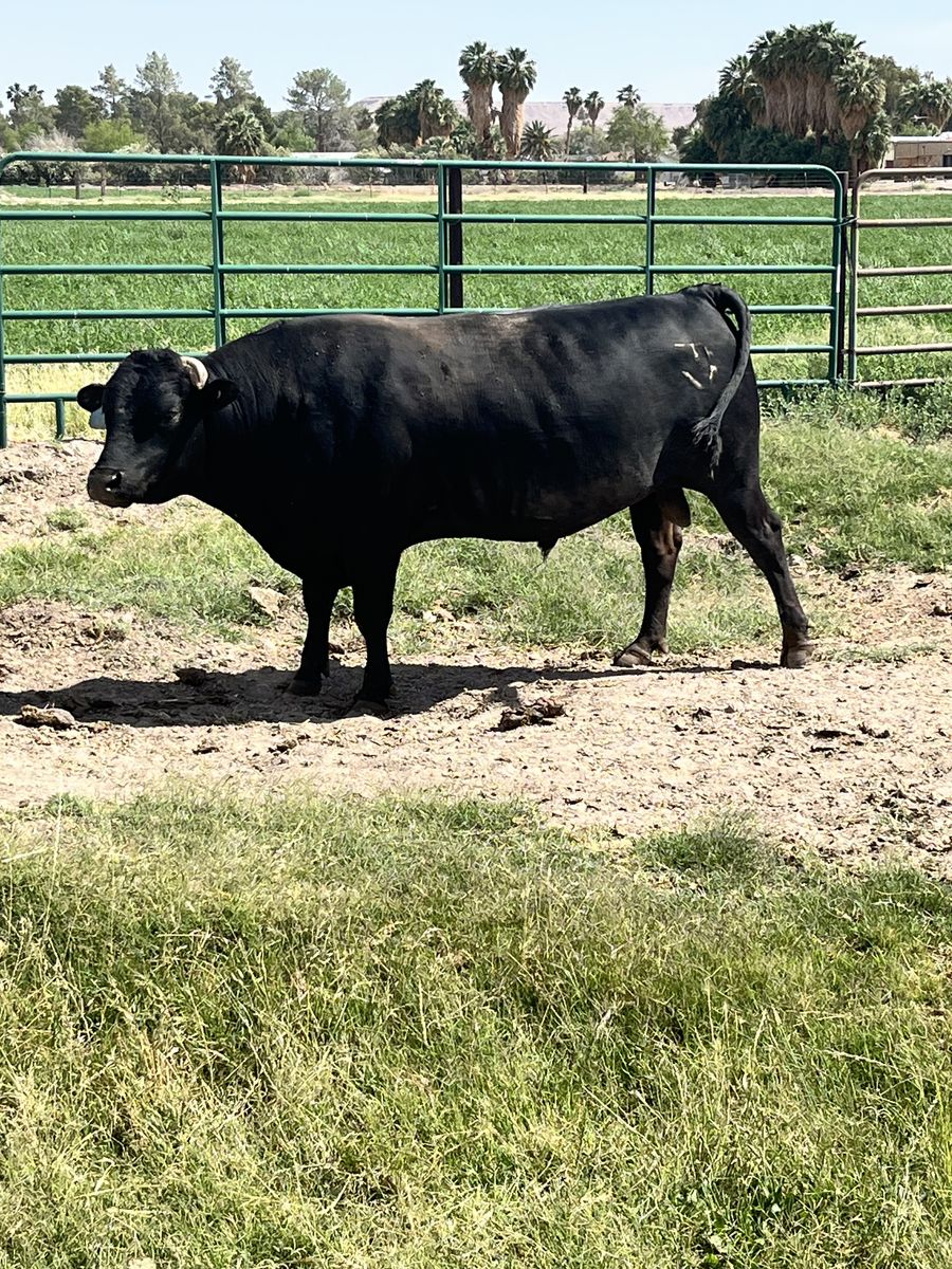 Full Blood Wagyu bull