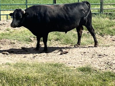 Full Blood Wagyu bull