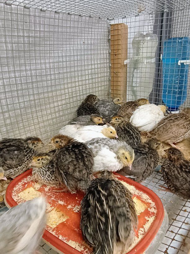 Jumbo Coturnix quail. 2 weeks old.