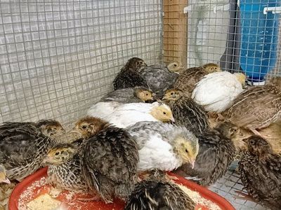 Jumbo Coturnix quail. 2 weeks old.