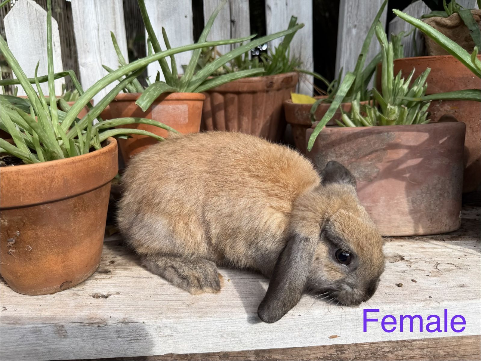Adorable Holland Lop Bunnies - Various Colors & Patterns - Ready for New Homes