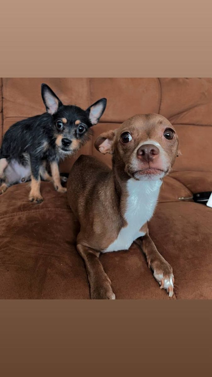 Chihuahuas