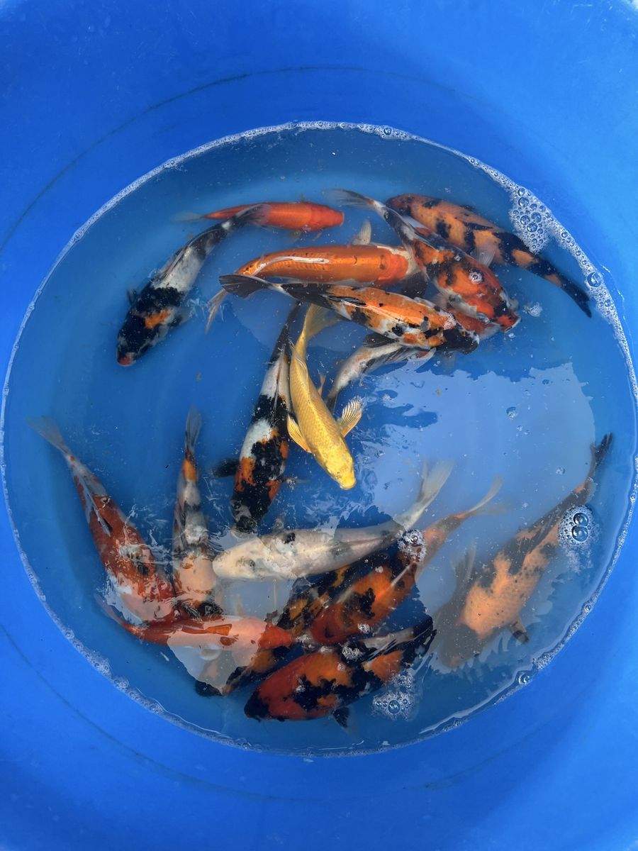Koi fish on sale