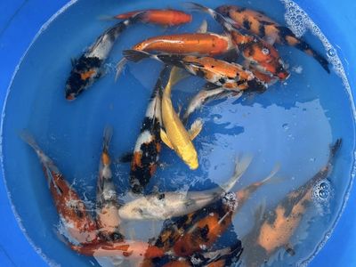 Koi fish on sale